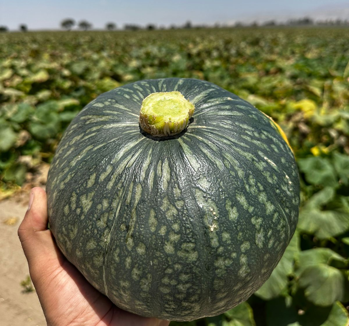 Bombonera F1 (KG65) forma elegante